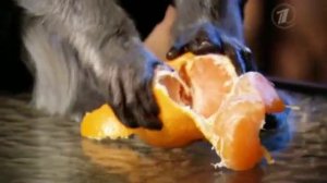 Среда обитания - Мандарины