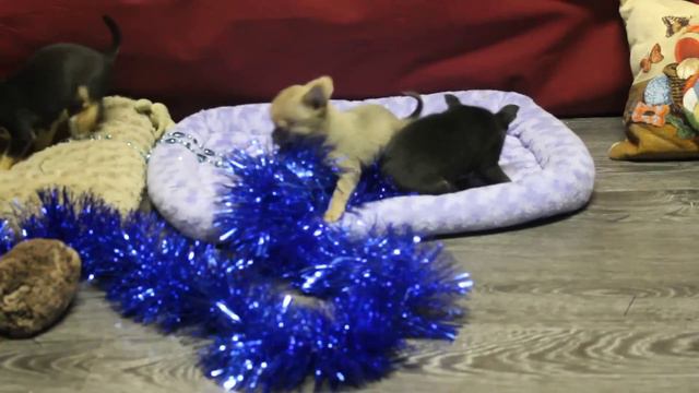 Чихуахуа.Щенки Питомника Валентра стар.http://www.valentra.ru