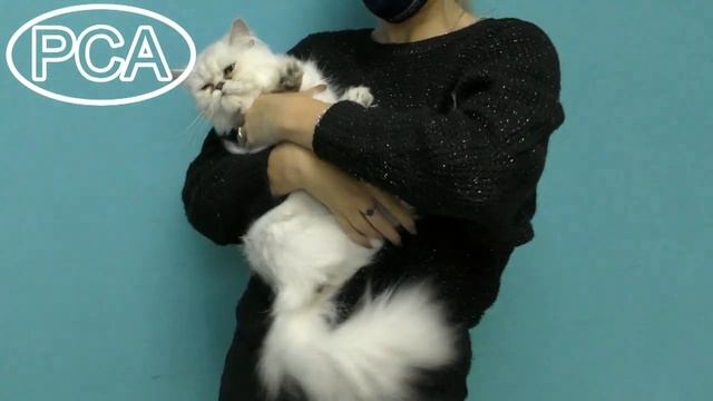 Персидская шиншилла кошка. Участник выставки кошек PCA on-line. смотреть онлайн