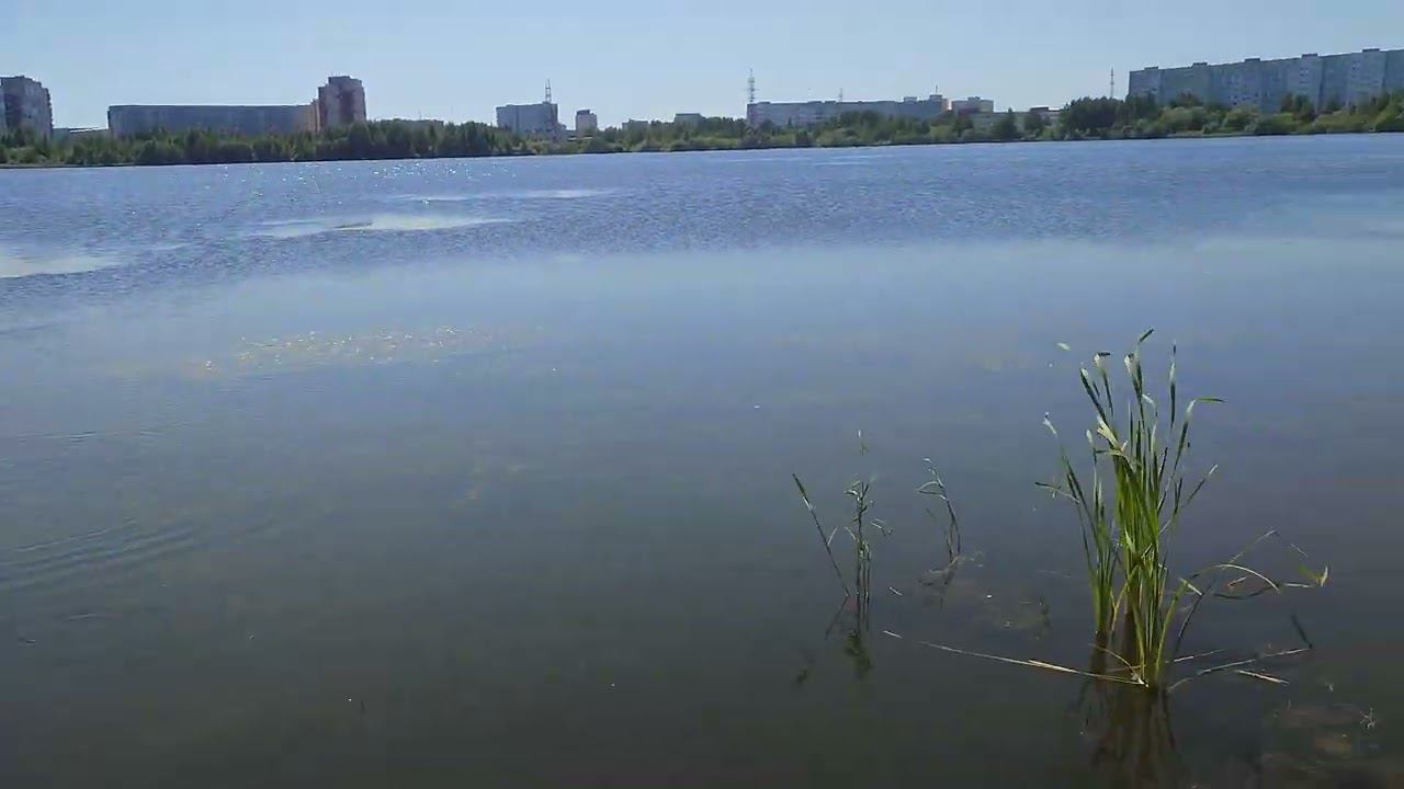 лягушки КРЕЙЗИ ФРОГИ