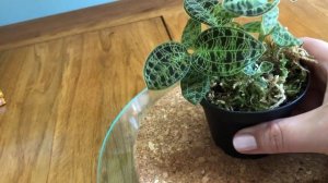 Mакодес Петола, моя драгоценная орхидея / Macodes Petola, Jevel Orchids