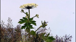 08 06 16 Борщевик Сосновского в Ижевске