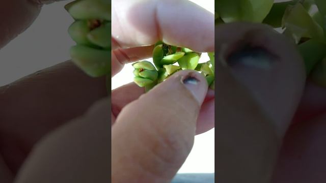 Baby Sunrose seed #gardening  #viral #short #youtube #nature