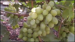 Сенатор Бурдака, Сенатор Павловского,Квадро,Подарок Брату, Бенефис,Зоряна,Айседора,Бонапарт