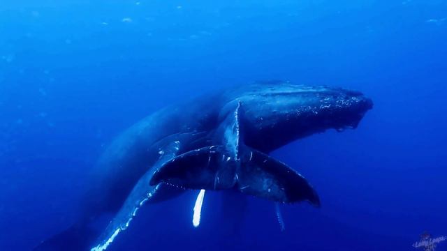 Achieve Deep Relaxation Get a Feel Fresh Morning - Whale Sounds Meditation for Stress Relief