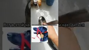 Как сделать халти (недоуздок) для собаки