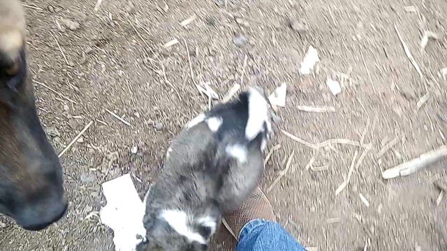 🐶Щенок Армянского Волкодава (Гампр) Знакомства @RELAXING слушай смотри отдыхай смотреть онлайн