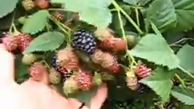 Турайский сад.Ежевика смотреть онлайн