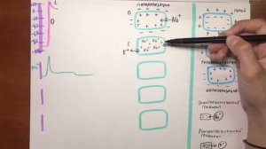 СЕРДЦЕ: Потенциал действия кардиомиоцитов