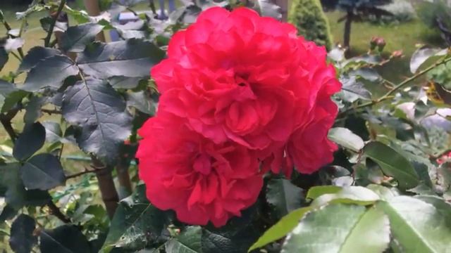 Розы в Подмосковье... смотреть онлайн