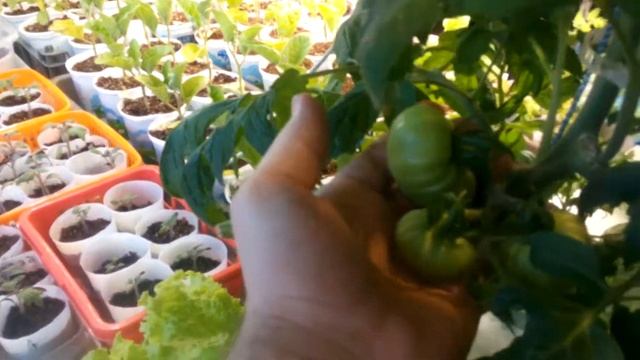 Пинк парадайз спустя 2,5 месяца от всходов. смотреть онлайн