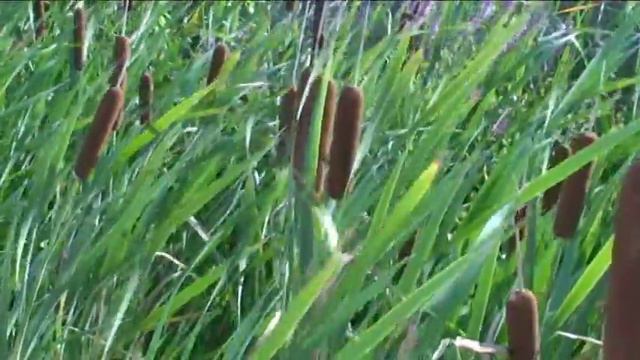 Thypha latifolia @ Fiori e piante della montagna bellunese 26.08.2015 смотреть онлайн