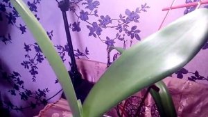 Гемантус (олений язык, слоновое ухо), гименокаллис (лилия-паук) - уход в домашних условиях