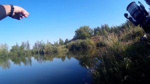 Рыбалка в Липецкой области. Ловля окуня на спиннинг. Пруд Вторые Тербуны.