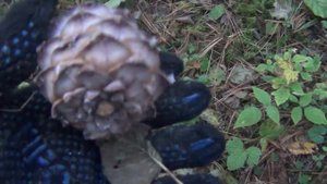 Сибирь. Тайга. Кедр. Кедровый орех. Заготовка и переработка кедровой шишки.