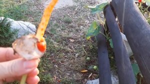 Шале и розы в горах Италии. Выходные дни,  музыка, в гостях у друзей.