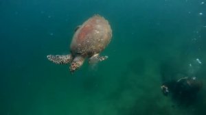 Черепаха бисса ест медузу | Hawksbill Turtle eating a Jellyfish at Koh Krock | Diving in Pattaya