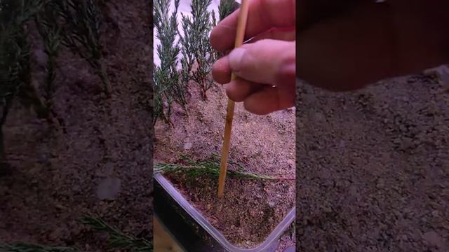 можжевельники и туи, осеннее черенкование в песке дома??? смотреть онлайн