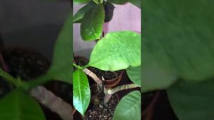 Плюмерия SOS! Помогите побороть клеща