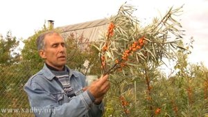 Облепиха. Как сохранить урожай? Отвечает Николай Рабушко. ©
