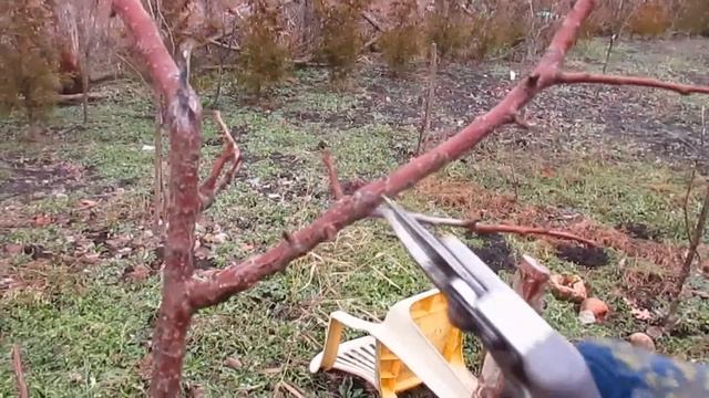 КАК ОБРЕЗАТЬ АБРИКОС НА 2 год. Обрезка ослабленного абрикоса. смотреть онлайн