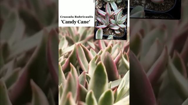 Crassula rubricaulis "candy cane" EP 134/1000
