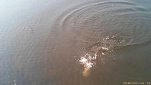 Ловля щуки на блесну летом