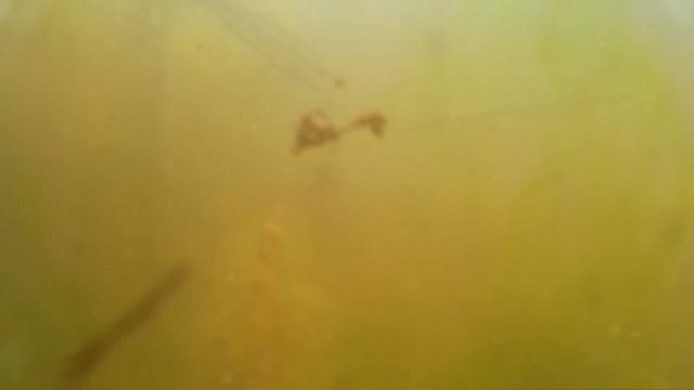 Рыбалка.  Нерест карася. My fishing