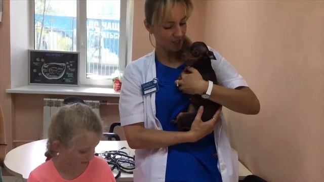 Экскурсия в ветеринарной клинике смотреть онлайн