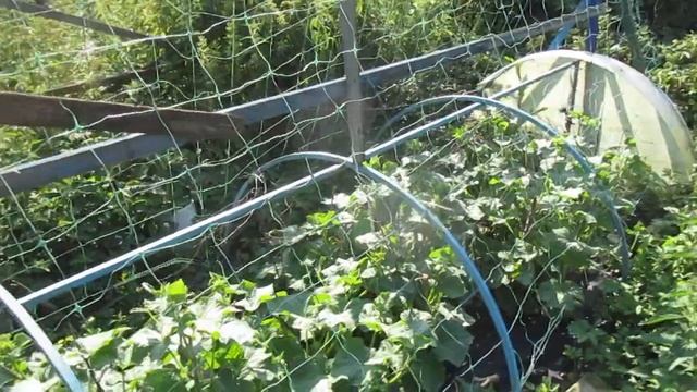 Шпалера для Огурцов своими руками и Шпалерная сетка из магазина. смотреть онлайн