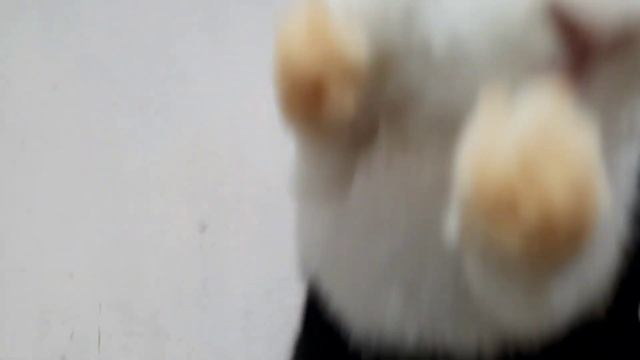 Қуён ферма - Обзор октябрь 2023 смотреть онлайн