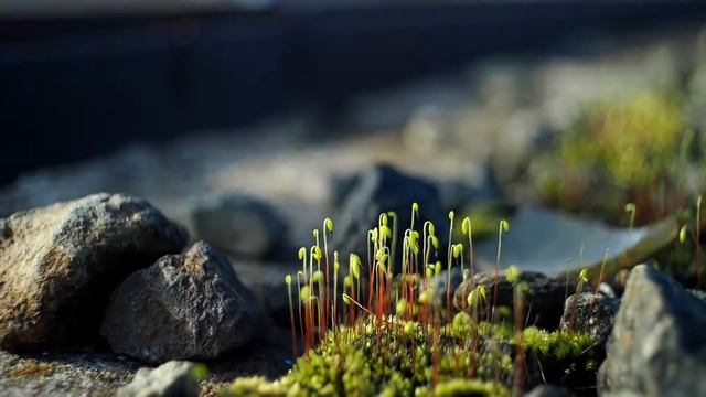 Природа Крупным планом (объектив ломо окс1-22-1) смотреть онлайн