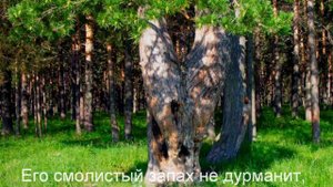 Суксунский бор