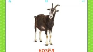 Карточки для детей - Домашние животные (01)