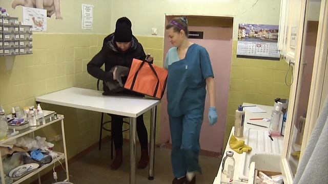 СКОРАЯ ПОМОЩЬ ДЛЯ ЖИВОТНЫХ ПОЯВИТСЯ В ТАТАРСТАНЕ - телеканал Нефтехим (Нижнекамск) смотреть онлайн