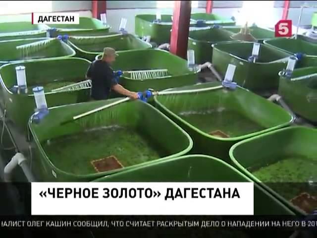 В Дагестане запустили предприятие по производству чёрной икры