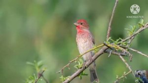 Голоса птиц: обыкновенная чечевица