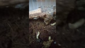 Мокрицы коровки