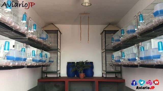 PORQUE ABORTAN LOS HUEVOS Y NO NACEN LOS POLLITOS | HUEVOS ABORTADOS CANARIOS PERIQUITOS JILGUEROS смотреть онлайн