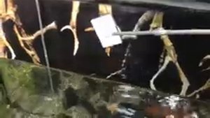 Как и чем правильно мыть аквариум в домашних условиях