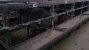 КУЙ БОКИШ УСЛУБИ ЖИГАР КАСАЛЛИГИНИ АНИГЛАШ