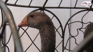 ПОРОДА ГУСЕЙ УРАЛЬСКИЕ СЕРЫЕ Агропромышленная выставка Золотая осень 2016 iLikePet