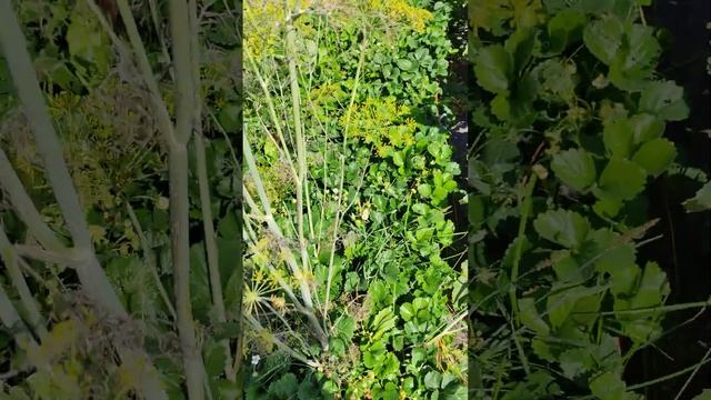 Получил гибрид клубники... Я селекционЭр теперь... Мутант Красной шапки 20 августа 2022 г. смотреть онлайн