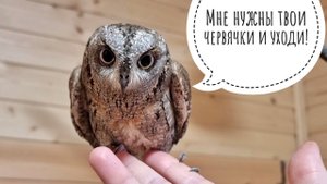 Сова сплюшка Вштырь решила стать ручной ради червячков. Совы соскучились по живым конфеткам