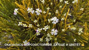 ВЕСЕННИЕ: ЛИСТВЕННИЦА ЯПОНСКАЯ “PENDULA”. ХЕБЕ  “JAMES STIRLING”. ТСУГА КАНАДСКАЯ.