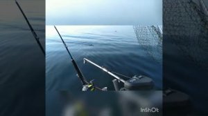 Рыбалка на Лосося . Балтика.
