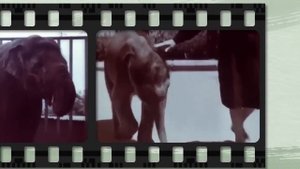 Рыбы, Которые Едят Крокодилов, Дышат Воздухом, Едят Дерево и Даже Могут Говорить