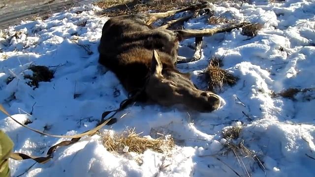 Как мы спасали Лося! смотреть онлайн