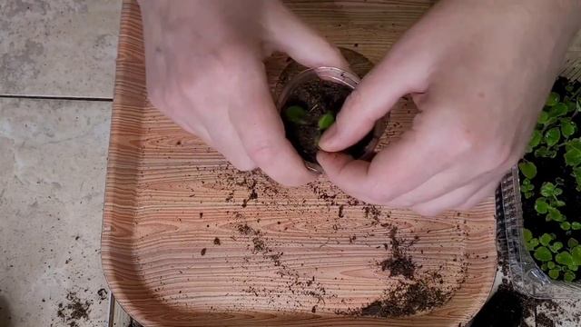 КТО РАНО ВСТАЕТ ТОТ ВСЁ УСПЕВАЕТ. БЫСТРАЯ ПЕРЕСАДКА СЕЯНЦЕВ СИННИНГИИ ЖЕЛТОЙ . 24.02.22 смотреть онлайн