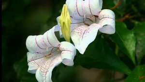 Асистасия (лат.  Asystasia)